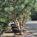 Pinus sylvestris - Foto 5