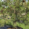 Pinus nigra 'Nigra' - 1