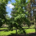 Liquidambar Styraciflua - 6