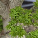 Acer palmatum 'Shishigashira' - 6