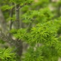 Acer palmatum 'Shishigashira' - 8