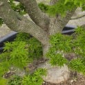 Acer palmatum 'Shishigashira' - 7