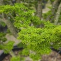 Acer palmatum 'Shishigashira' - 9