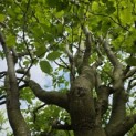 Carpinus betulus 'Frans Fontaine'   (Fastigiata) - Foto 3
