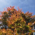 Acer palmatum Masu-kagami - 2