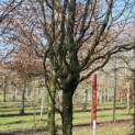 Carpinus betulus 'Frans Fontaine'   (Fastigiata) - 2