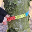 Carpinus betulus 'Frans Fontaine'   (Fastigiata) - 4