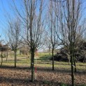 Carpinus betulus 'Frans Fontaine'   (Fastigiata) - 3