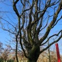 Carpinus betulus 'Frans Fontaine'   (Fastigiata) - 1