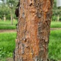 Pinus sylvestris - Afbeelding 5