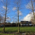 Fagus sylvatica 'Atropunicea' - 2025