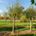 Salix Alba - Afbeelding 1446 november 2022