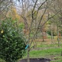 Prunus domestica 'Bleue de Belgique' - november 2025