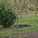 Prunus domestica 'Bleue de Belgique' - 1