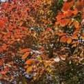 Fagus sylvatica 'Atropunicea' - 1