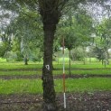 Salix Alba - Foto 1