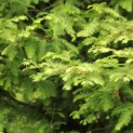 Metasequoia glyptostroboides - Foto 3