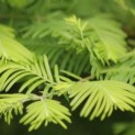 Metasequoia glyptostroboides - Foto 2