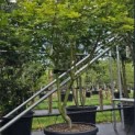 Acer palmatum 'Osakazuki' - Foto 1