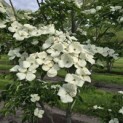 Cornus kousa 'Venus' - 6