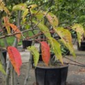 Prunus x Subhirtella 'Autumnalis' - Foto 1
