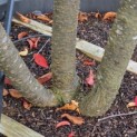 Prunus x Subhirtella 'Autumnalis' - Foto 2