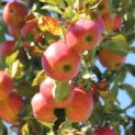 Malus domestica 'Red Elstar' - impressie oogst
