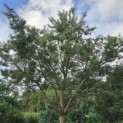 Pinus sylvestris - 1