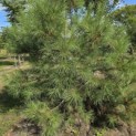 Pinus nigra 'Nigra' - 5