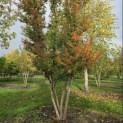 Lagerstroemia indica 'Rosea' - 1