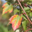 Acer rubrum 'Summer Red' - 1