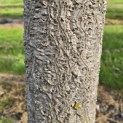 Phellodendron amurense - 3