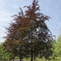 Fagus sylvatica 'Atropunicea' - Foto 3