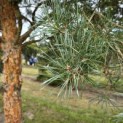 Pinus sylvestris 'Glauca' - 10