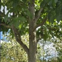 Liquidambar styraciflua 'Palo Alto' - Foto 3
