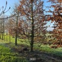 Carpinus betulus - 2