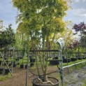 Acer palmatum 'Ueno Yama' - Foto 2