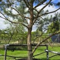 Pinus sylvestris - 7