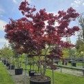 Acer palmatum 'Bloodgood' - Foto 3