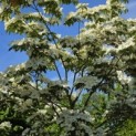 Cornus nuttallii (Venus) - 3