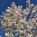 Prunus 'Sunset Boulevard' - 3