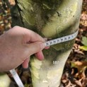 Platanus x Hispanica - 1