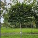 Carpinus betulus - Foto 1