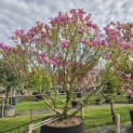 Magnolia 'Susan' - 2