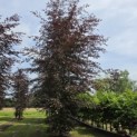 Fagus sylvatica 'Atropunicea' - mei 2026