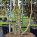 Quercus Suber - Foto 1