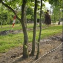 Carpinus betulus - Foto 7