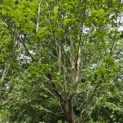 Carpinus betulus 'Frans Fontaine'   (Fastigiata) - 2