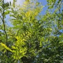 Gleditsia triacanthos ‘Sunburst' - Foto 1