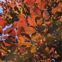 Fagus sylvatica 'Atropunicea' - Foto 5